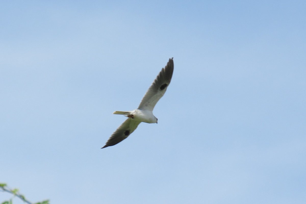 White-tailed Kite - ML647029942