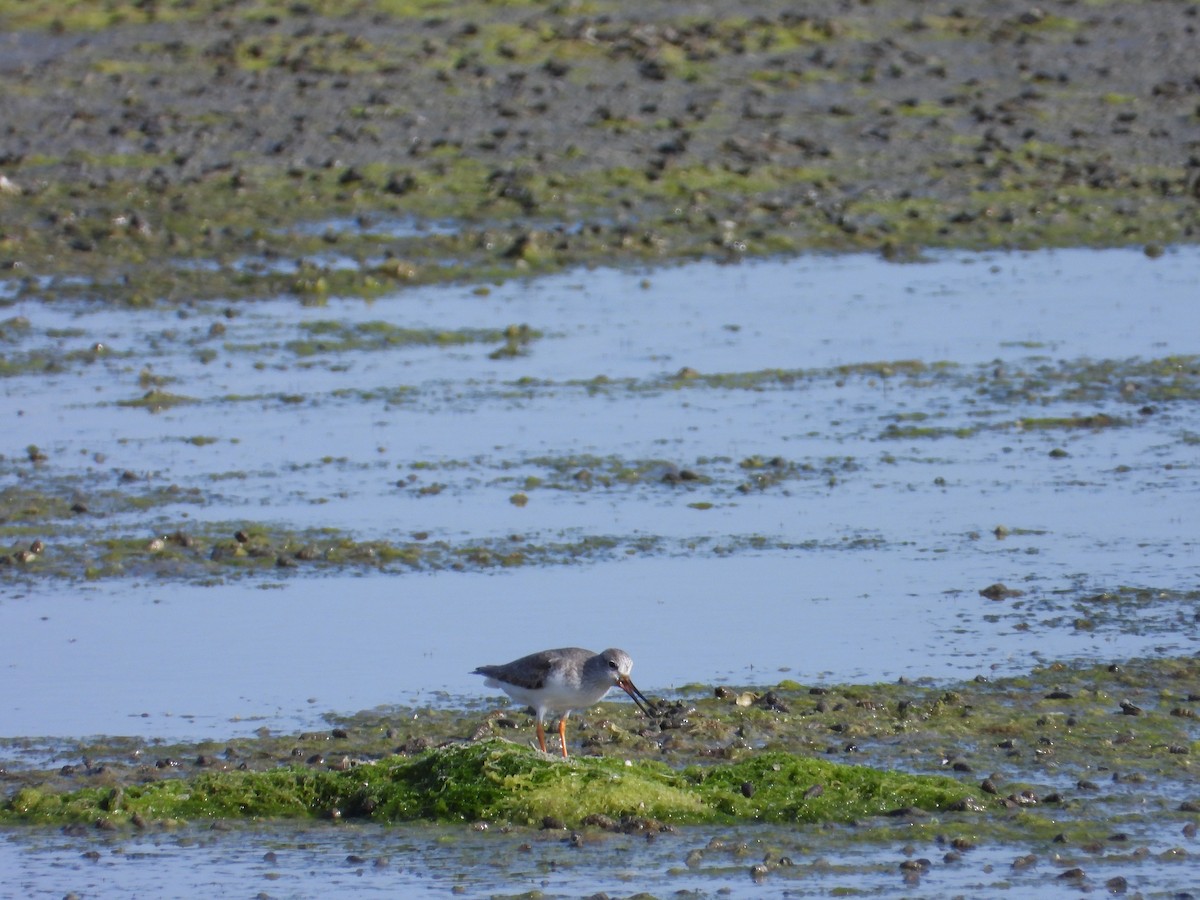 Terek Sandpiper - ML647029945