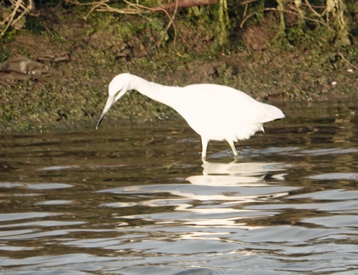 Little Blue Heron - ML647029946