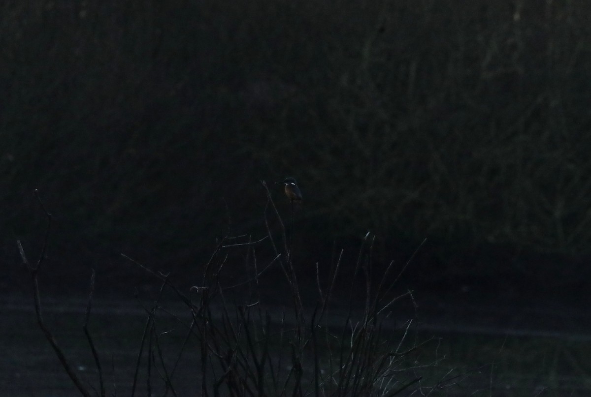 翠鳥 - ML647029956