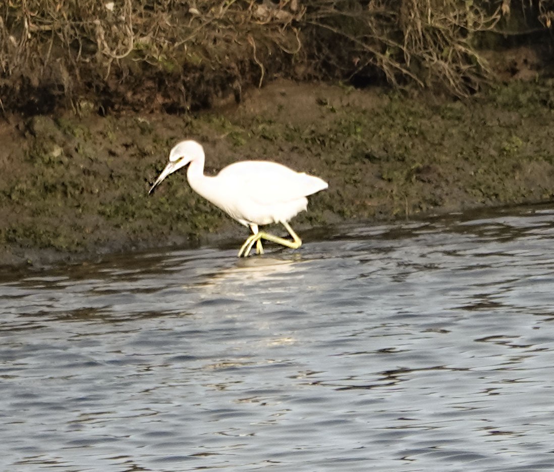 Little Blue Heron - ML647029958