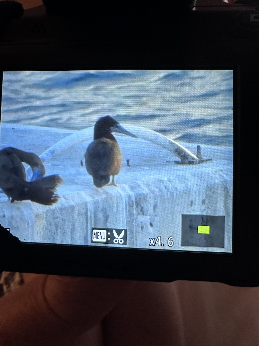 Brown Booby - ML647029985