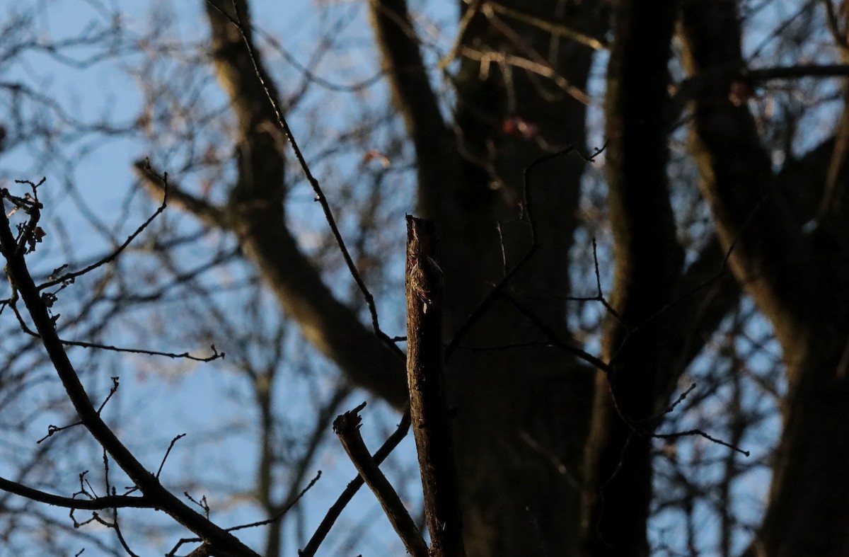 Short-toed Treecreeper - ML647029988