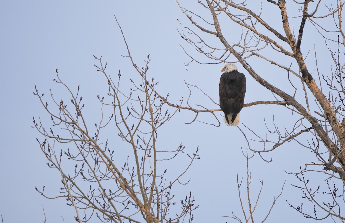 Bald Eagle - ML647029989