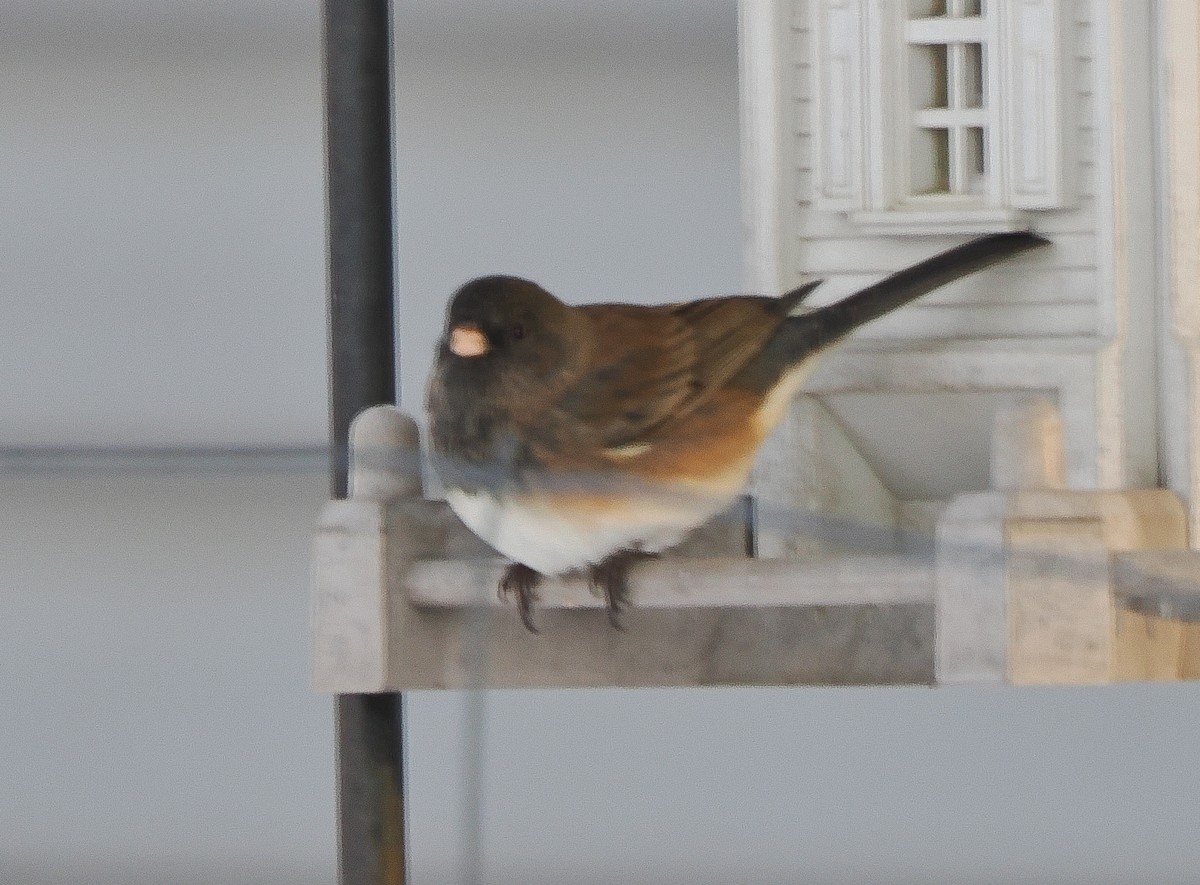 Dark-eyed Junco - ML647030001