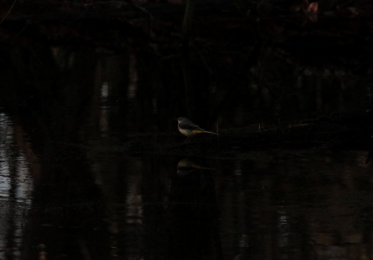 灰鶺鴒 - ML647030002