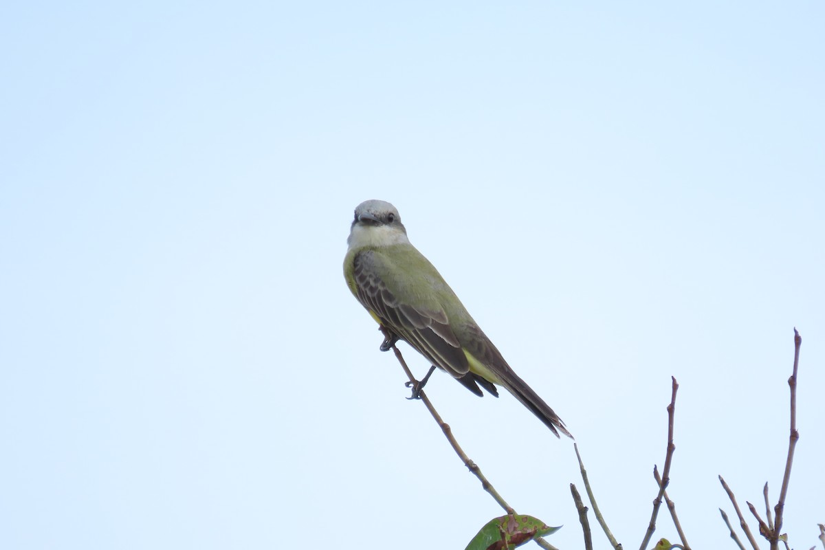 Tropical/Couch's Kingbird - ML647030006