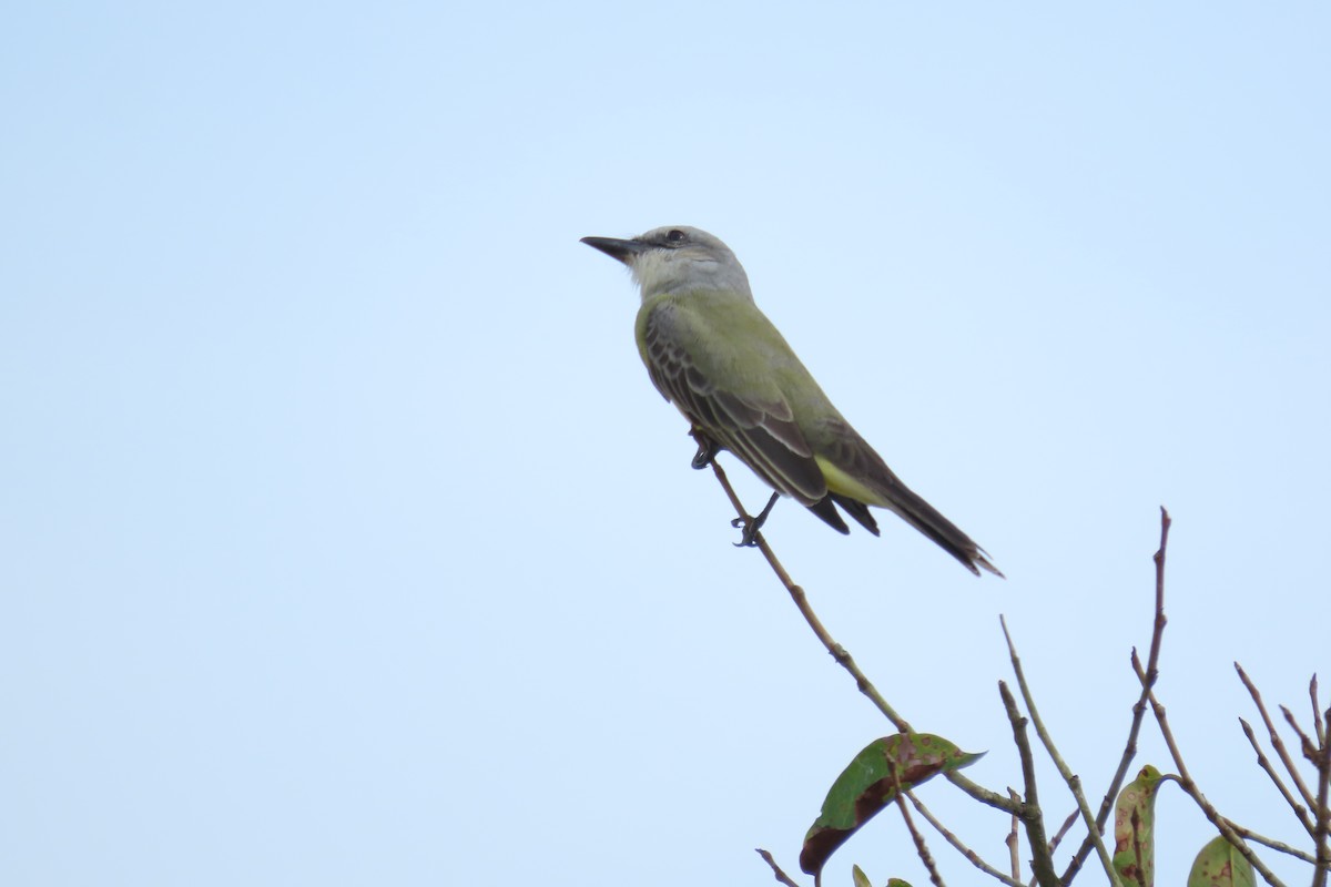 Tropical/Couch's Kingbird - ML647030007