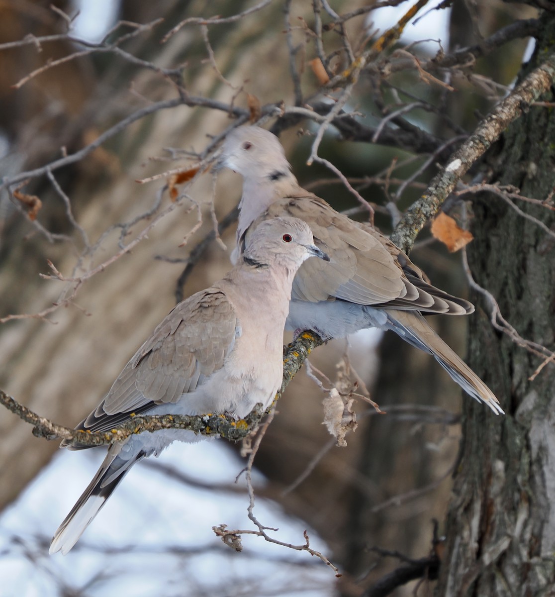 Eurasian Collared-Dove - ML647030009
