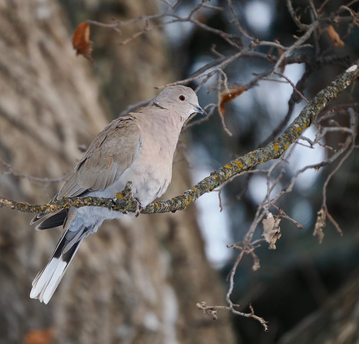 Eurasian Collared-Dove - ML647030012