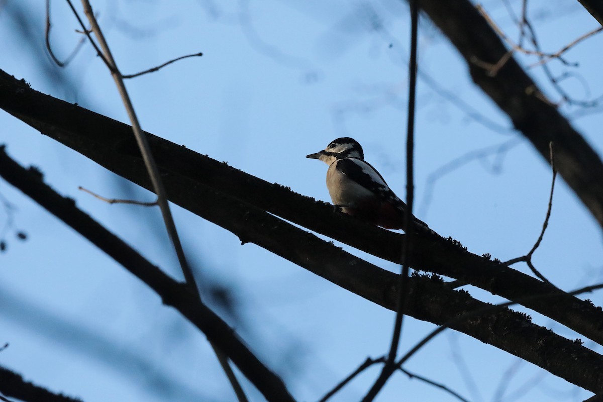 Great Spotted Woodpecker - ML647030022