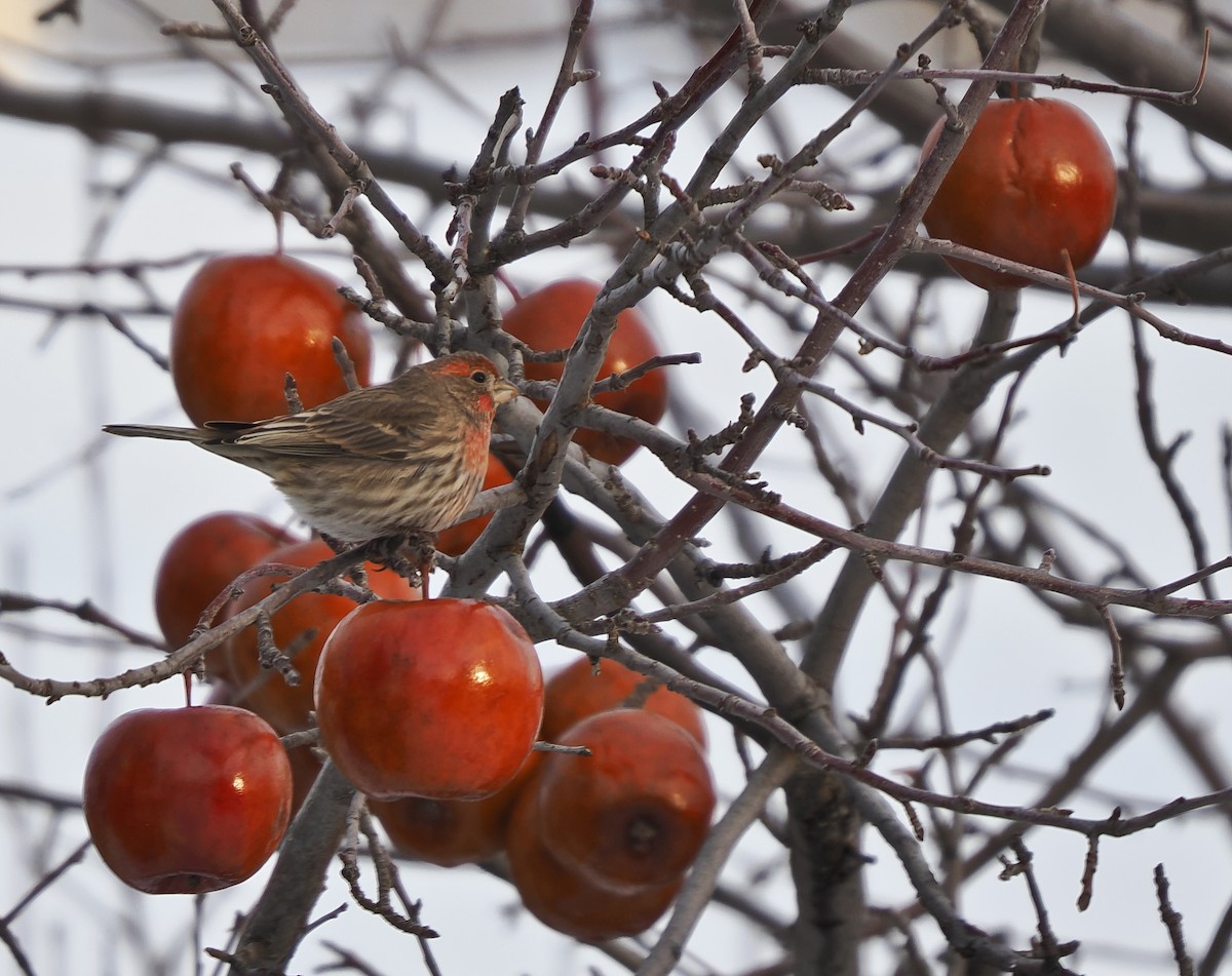 House Finch - ML647030023