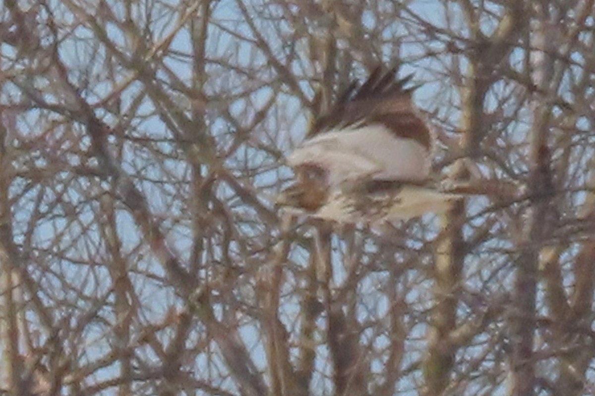Red-tailed Hawk - ML647030025