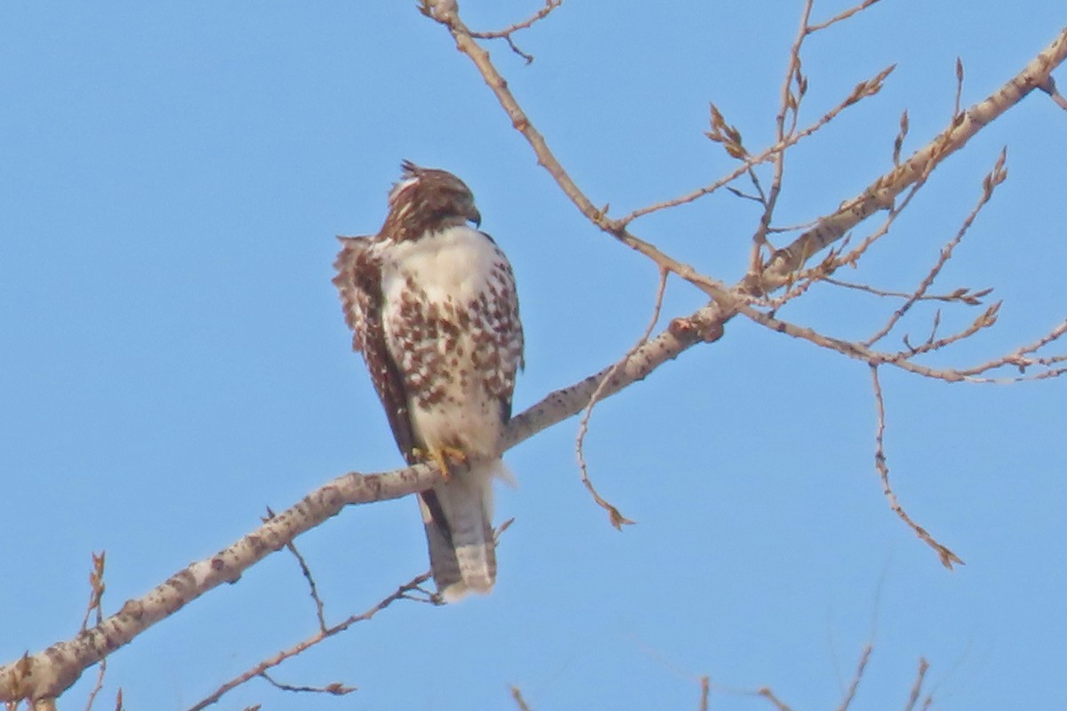 Red-tailed Hawk - ML647030026