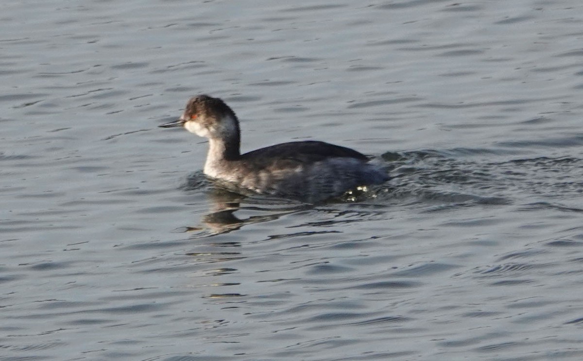 Eared Grebe - ML647030027