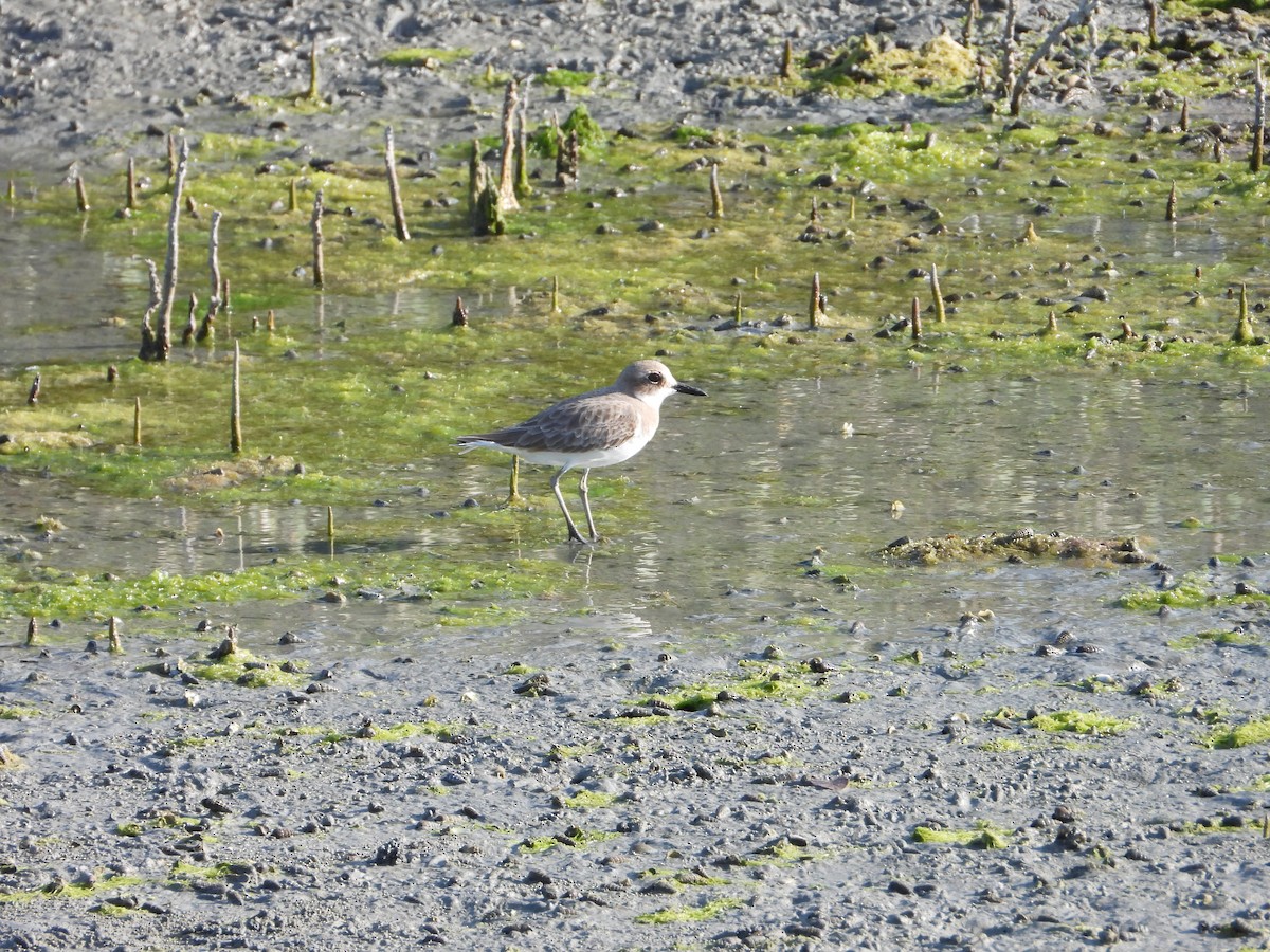 Tibet Cılıbıtı - ML647030028