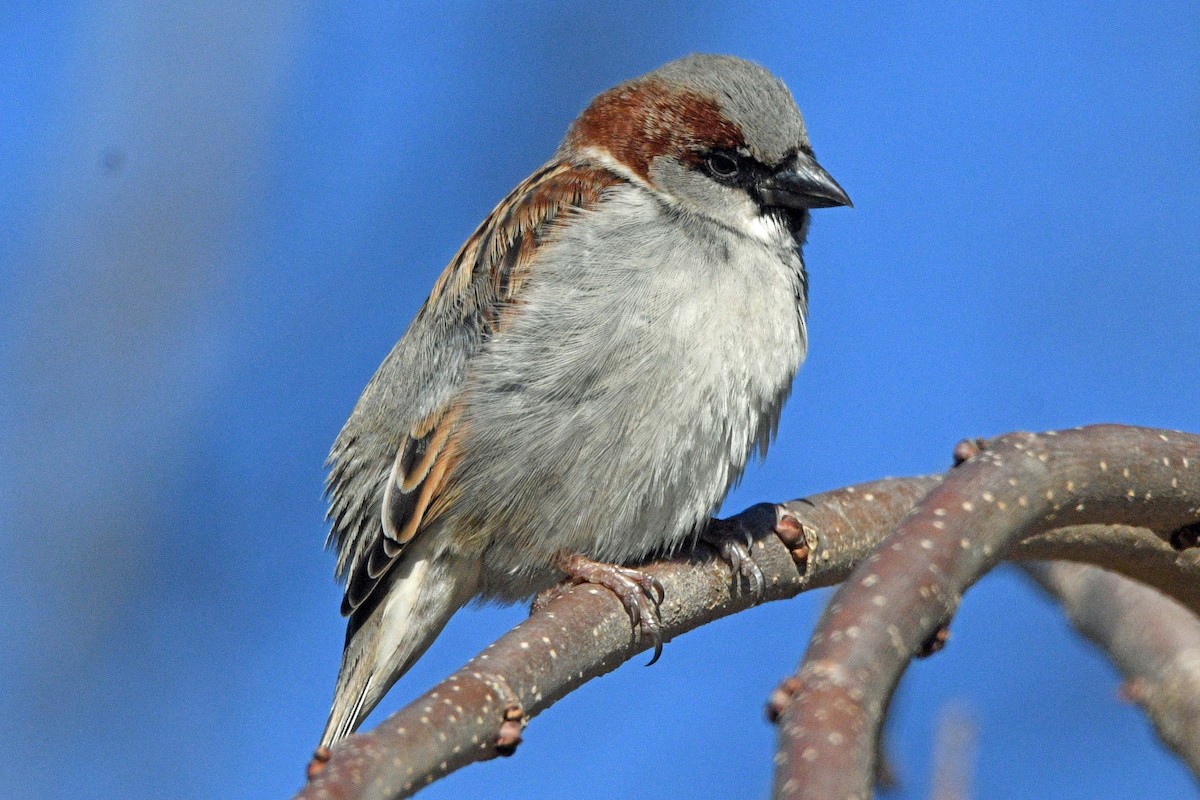 Gorrión Común - ML647030035