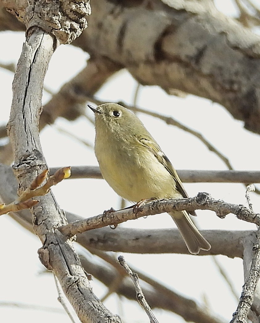 Ruby-crowned Kinglet - ML647030036