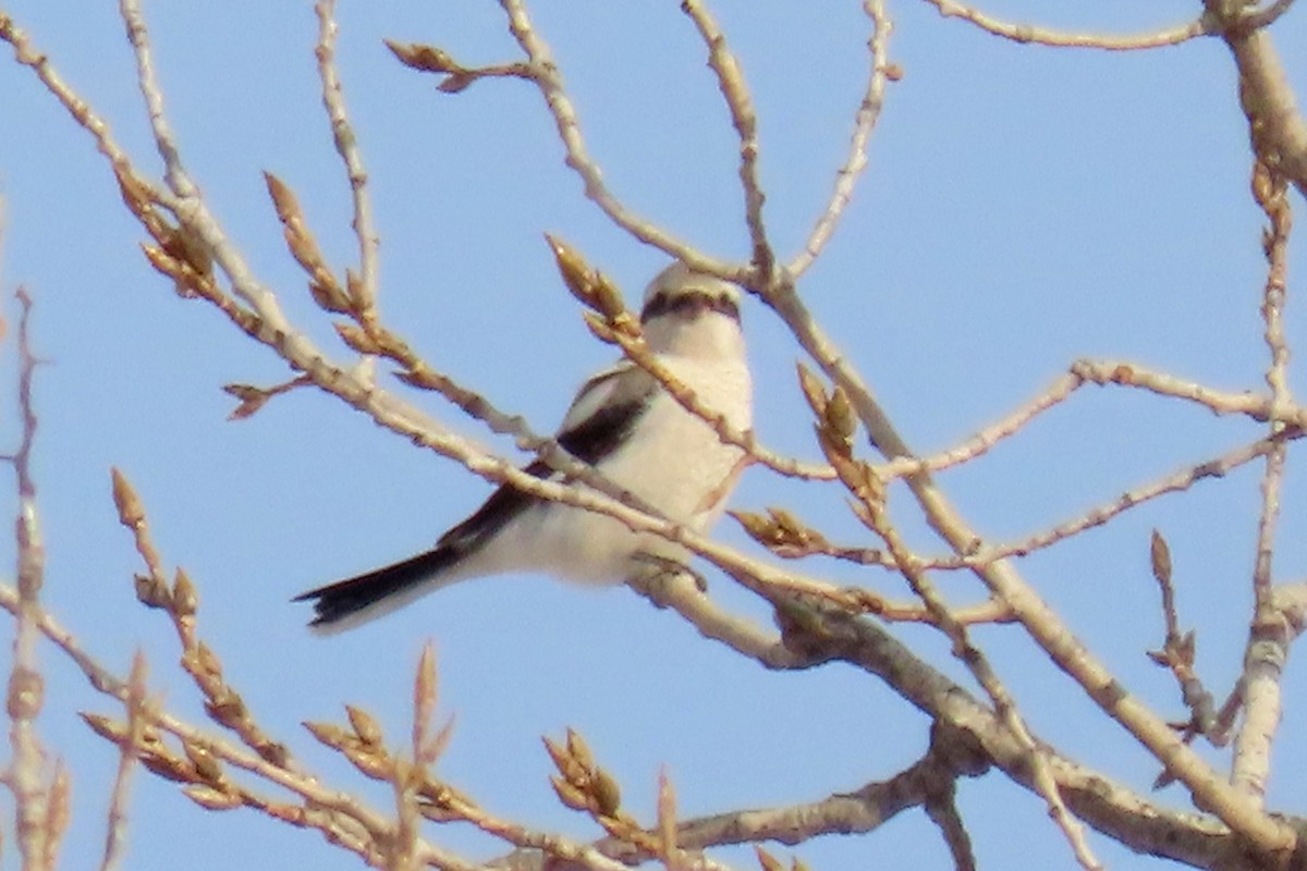 Northern Shrike - ML647030037