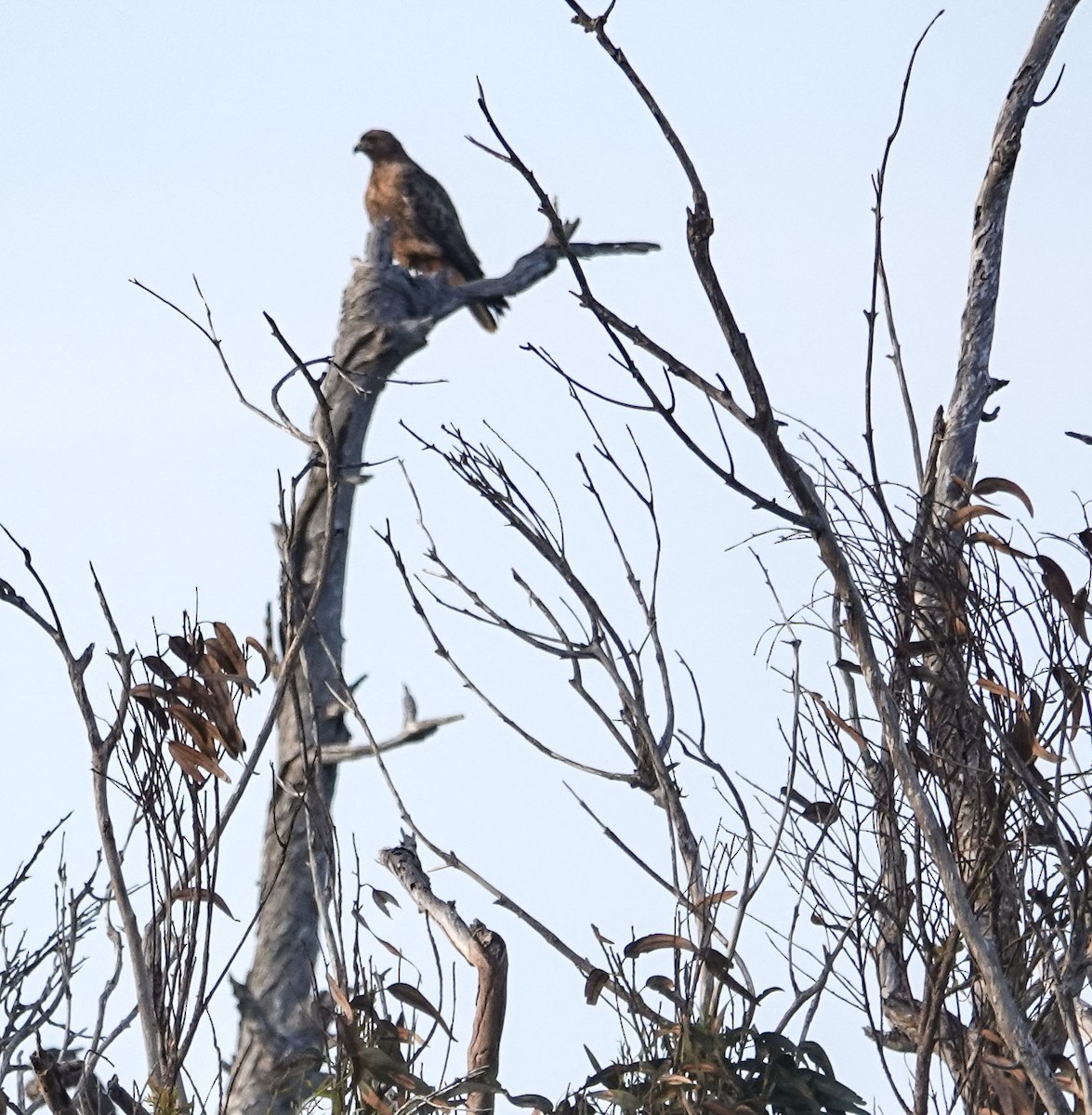Red-shouldered Hawk - ML647030039