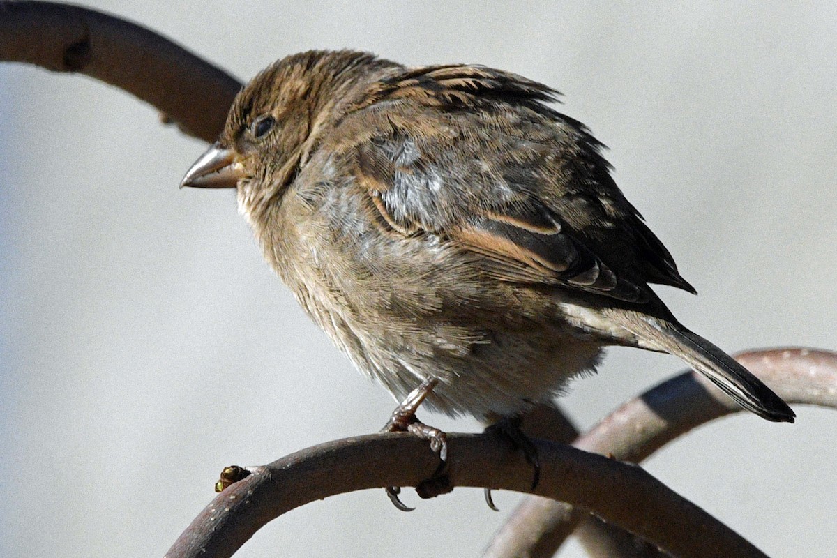 Gorrión Común - ML647030040