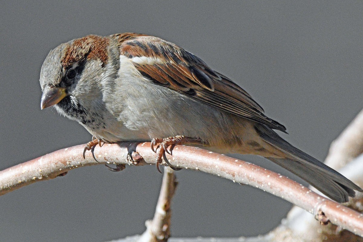 Gorrión Común - ML647030046