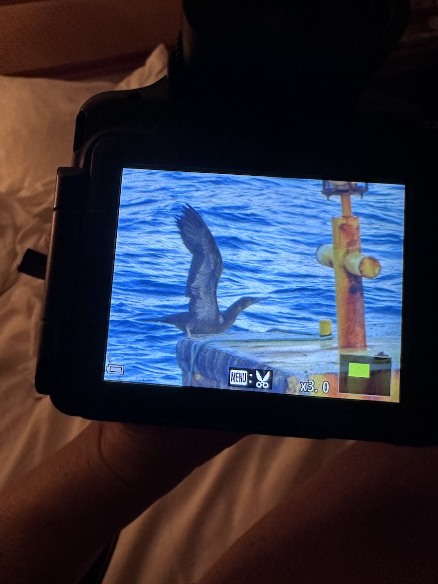 Brown Booby - ML647030050