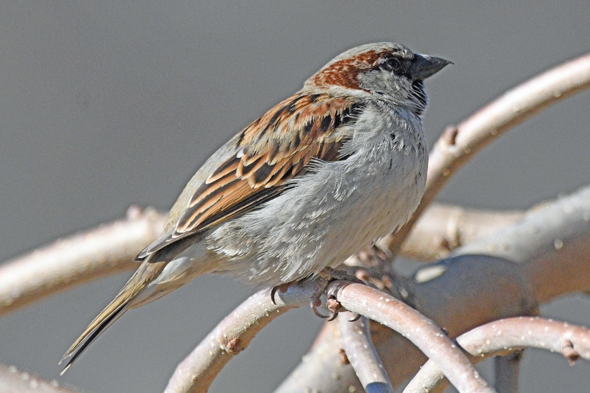 Gorrión Común - ML647030052