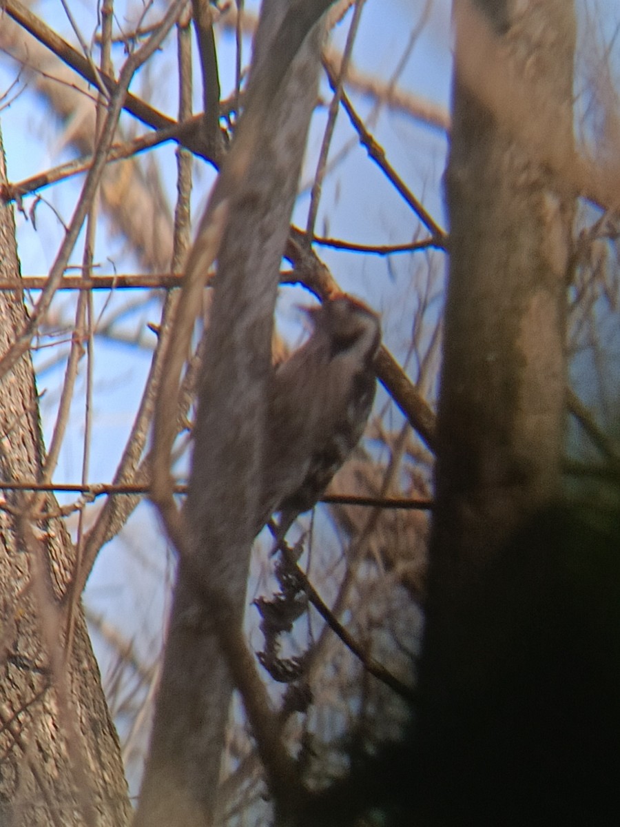 Lesser Spotted Woodpecker - ML647030053