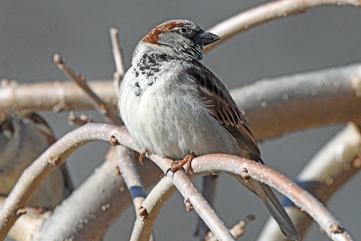 Gorrión Común - ML647030054