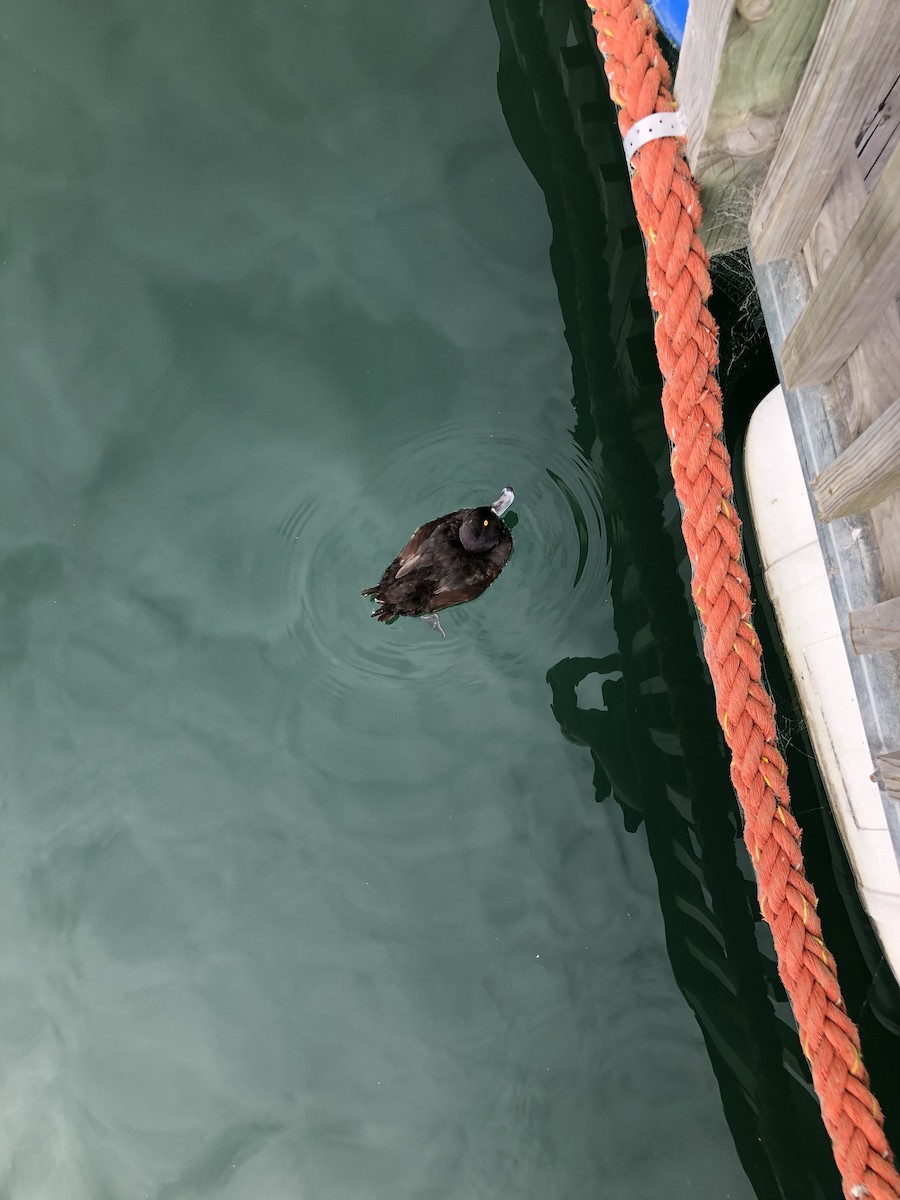 Yeni Zelanda Patkası - ML647030055