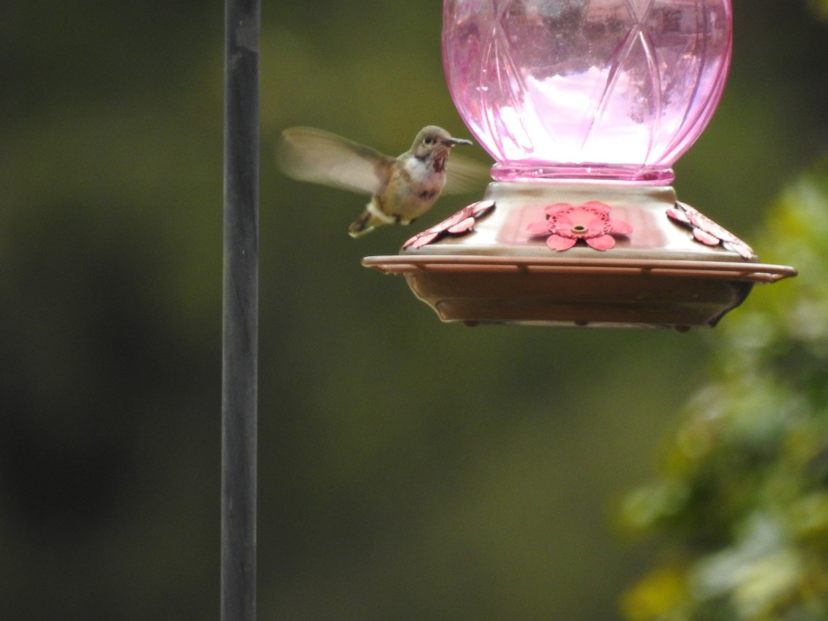 Calliope Hummingbird - ML647030056