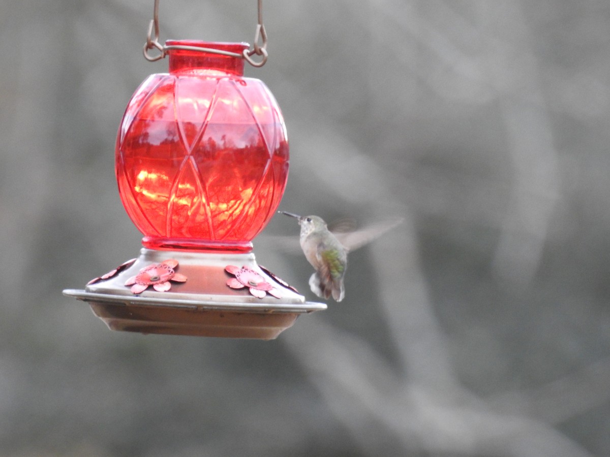 Calliope Hummingbird - ML647030057