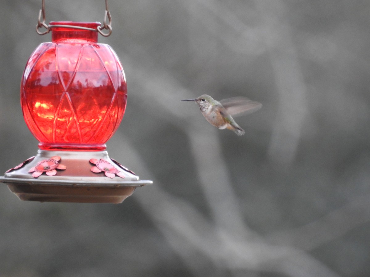 Calliope Hummingbird - ML647030058