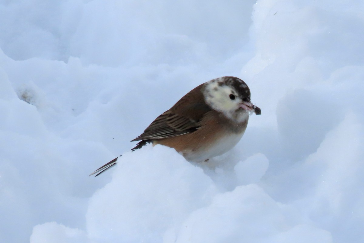Dark-eyed Junco - ML647030060