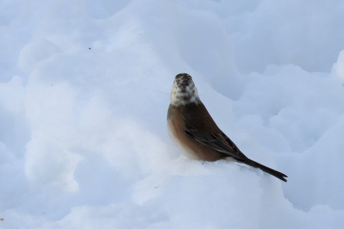 Dark-eyed Junco - ML647030061