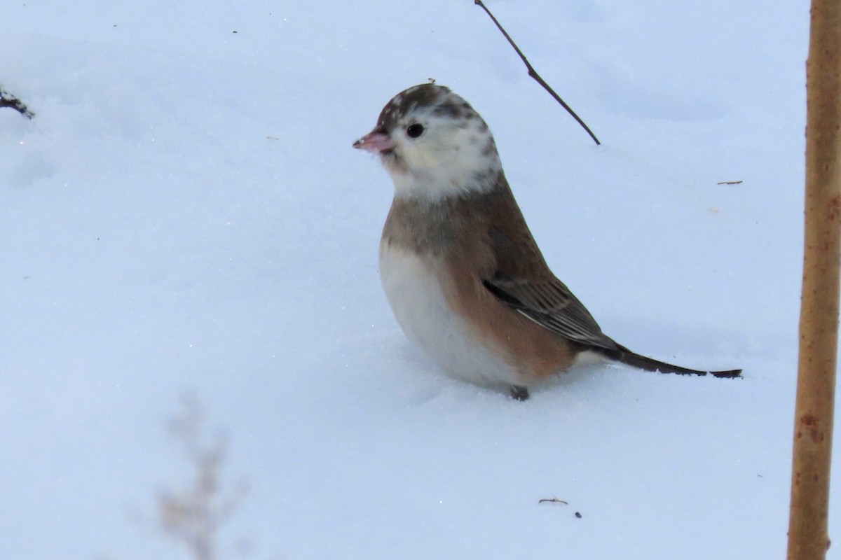 Dark-eyed Junco - ML647030062