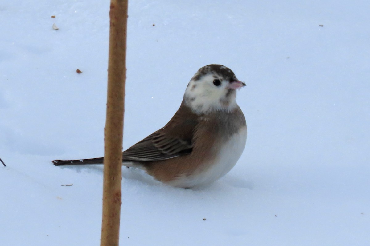Dark-eyed Junco - ML647030063