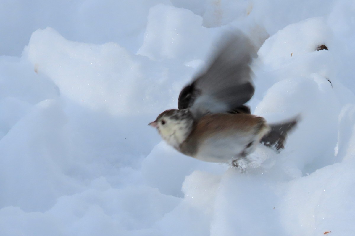 Dark-eyed Junco - ML647030064