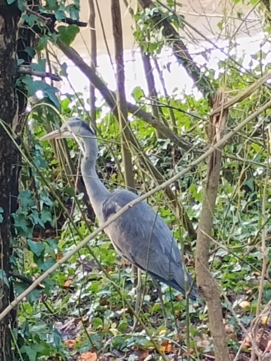 Gray Heron - ML647030065
