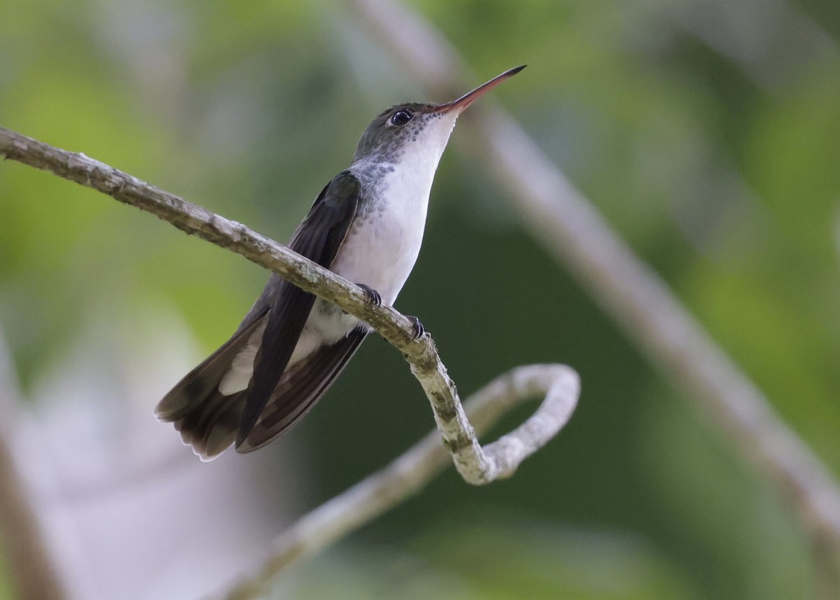 White-bellied Emerald - ML647030092