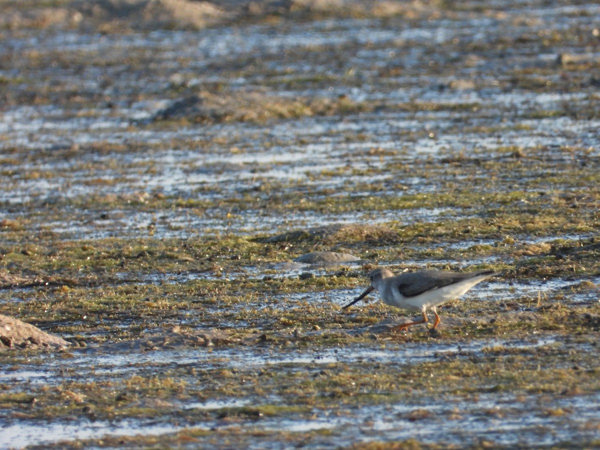 Terek Sandpiper - ML647030097