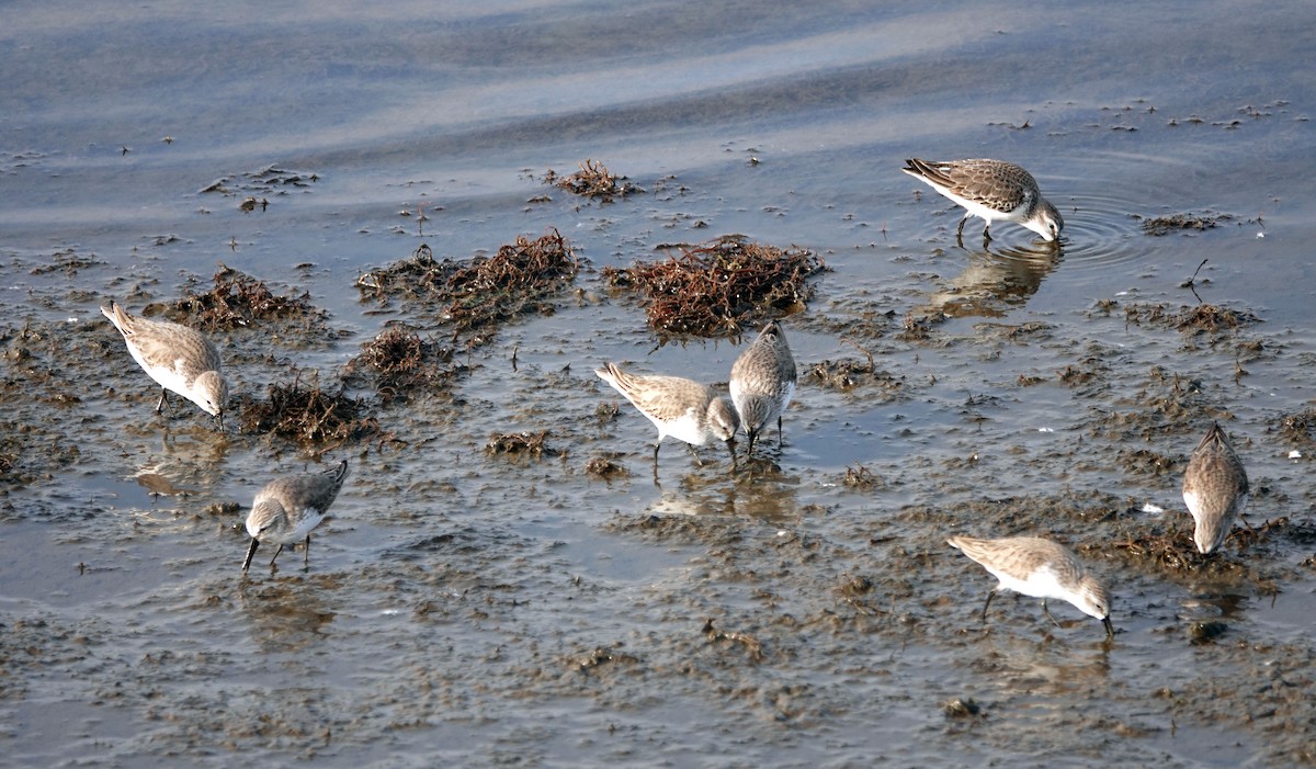 Побережник аляскинський - ML647030101