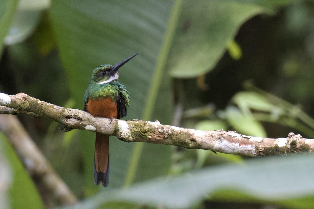 Rufous-tailed Jacamar - ML647030102