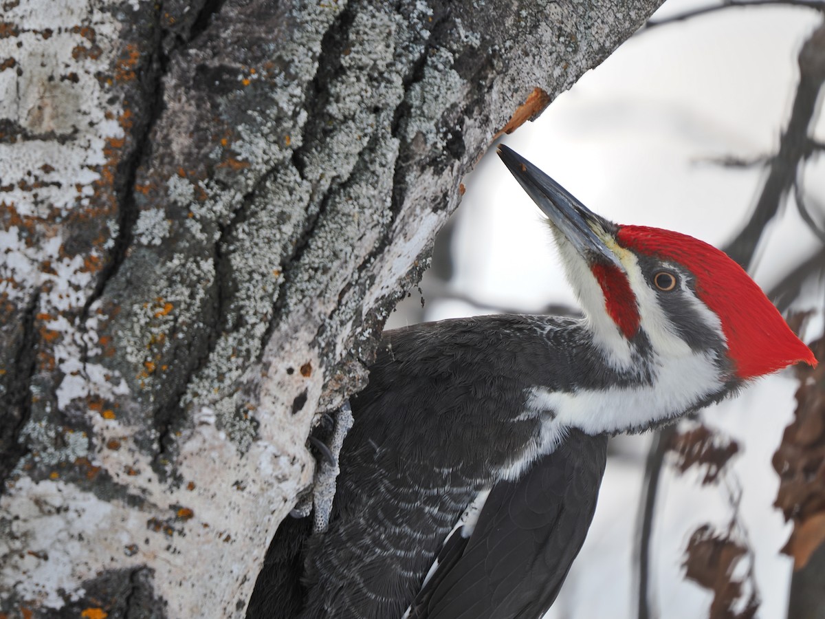 Pileated Woodpecker - ML647030106