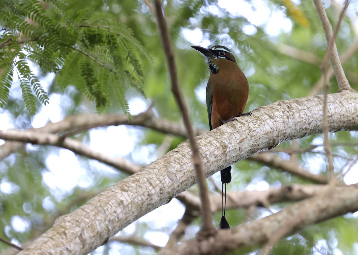 Turquoise-browed Motmot - ML647030107