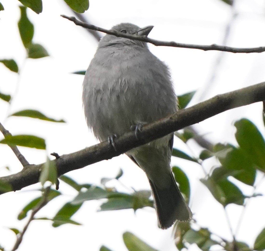 White-crested Tyrannulet - ML647030108
