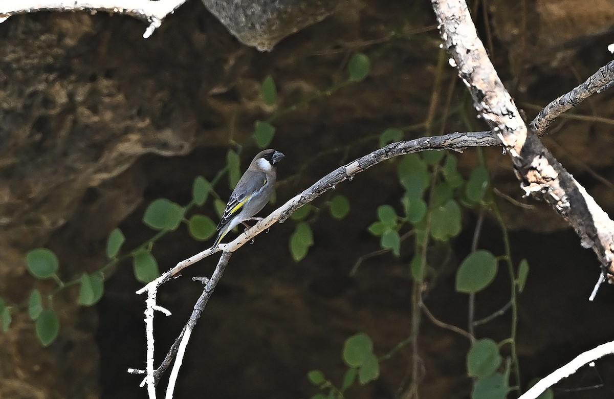 Arabian Grosbeak - ML647030111