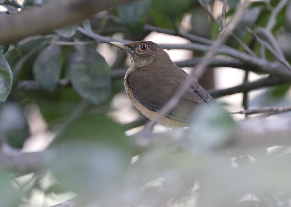 Merle fauve - ML647030120