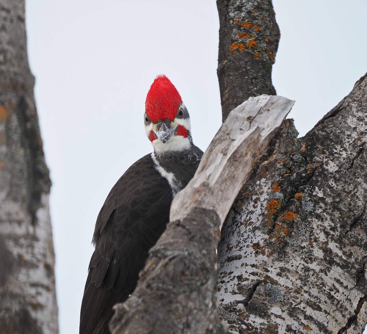 Pileated Woodpecker - ML647030125
